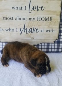 Boxer Puppy Named Sidney