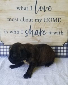 Boxer Dog Named Bailey