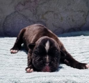 Boxer Puppy Named Mountain Man
