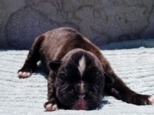 Boxer Puppy Named Mountain Man