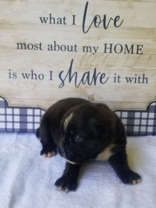 Boxer Puppy Named Mountain Man