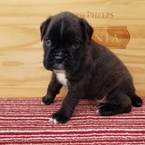 Boxer Puppy Named Mountain Man