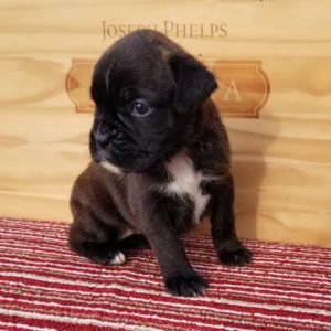 Boxer Dog Named Bailey