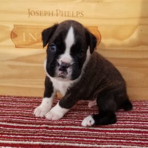 Boxer Dog Named Luke