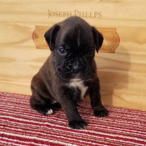 Boxer Dog Named Bailey