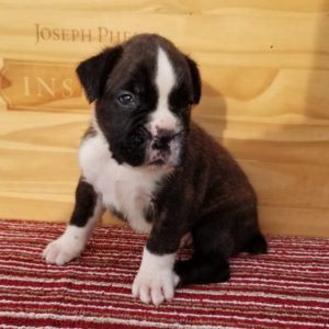 Boxer Dog Named Luke