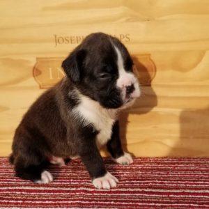Boxer Dog Named Blaze
