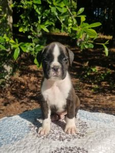 Boxer Dog Named Luke