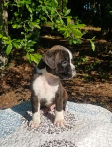 Boxer Dog Named Luke