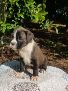 Boxer Dog Named Blaze