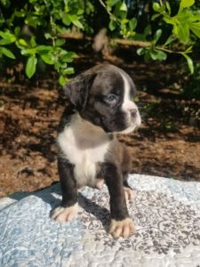 Boxer Dog Named Blaze