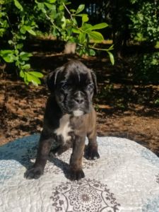 Boxer Dog Named Bailey
