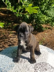Boxer Dog Named Bailey