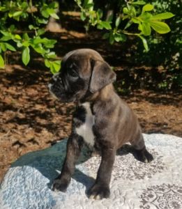 Boxer Puppy Named Mountain Man