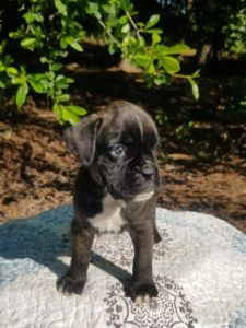 Boxer Puppy Named Mountain Man