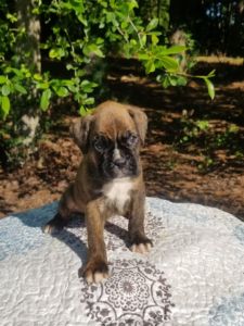 Boxer Puppy Named Sidney