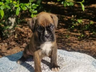 Boxer Puppy Named Sidney