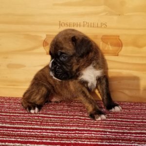 Boxer Puppy Named Sidney