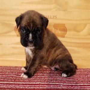Boxer Puppy Named Sidney