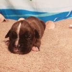Puppy Named Kayla