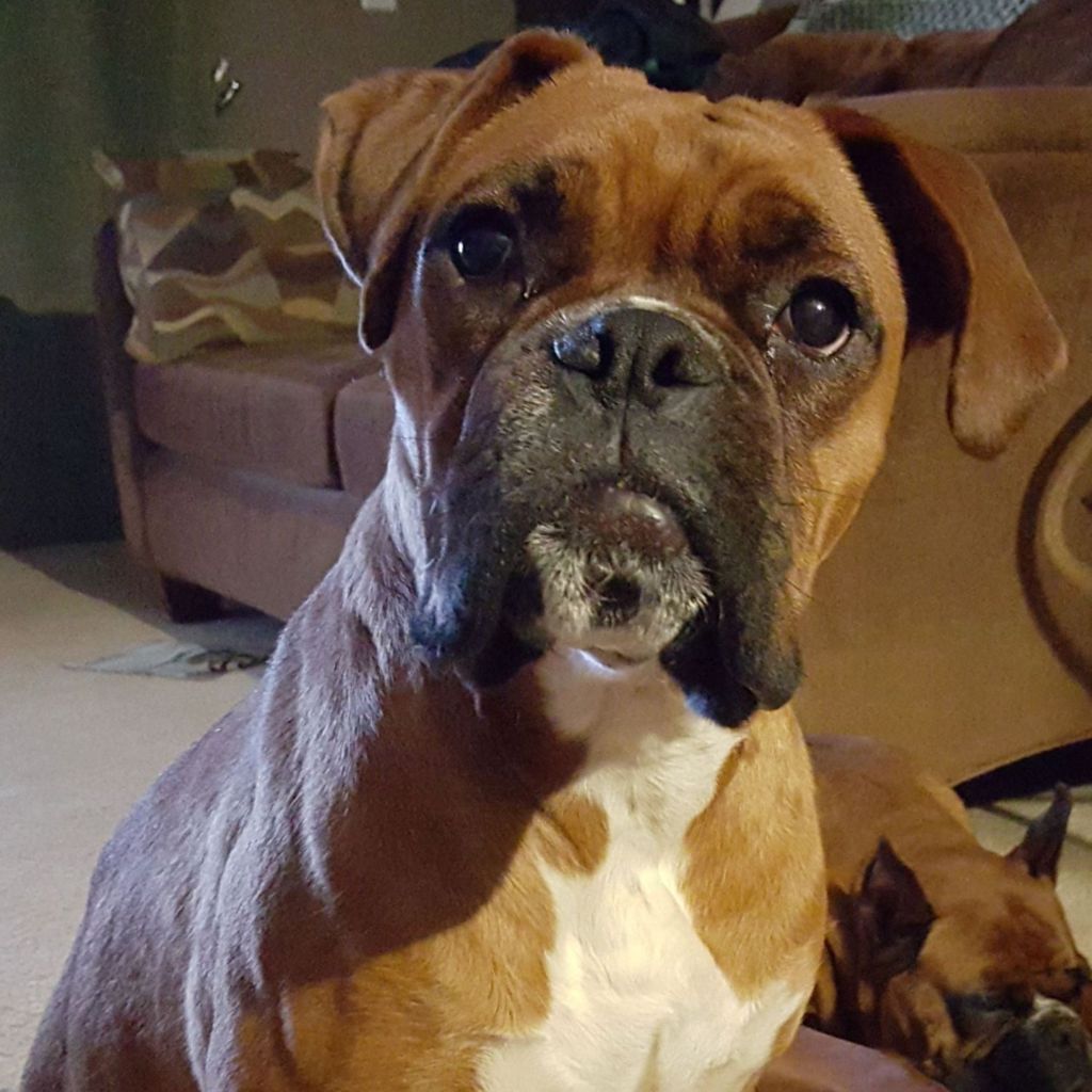Boxer Named Tesla