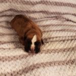 Puppy Named Atlas