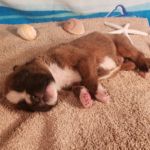 Puppy Named Atlas