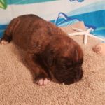 Puppy Named Phoenix