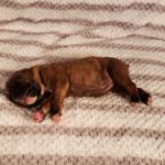 Puppy Named Phoenix
