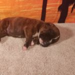 Puppy Named Kayla
