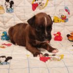 Puppy Named Kayla