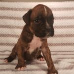 Puppy Named Kayla
