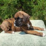 Puppy Named Kayla