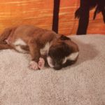 Puppy Named Atlas