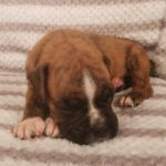 Puppy Named Atlas
