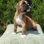 Puppy Named Atlas