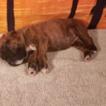 Puppy Named Phoenix