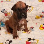 Puppy Named Phoenix