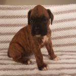 Puppy Named Phoenix