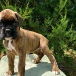 Puppy Named Phoenix