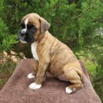 Puppy Named Atlas