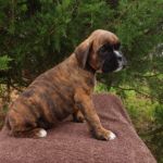 Puppy Named Kayla