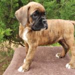 Puppy Named Phoenix