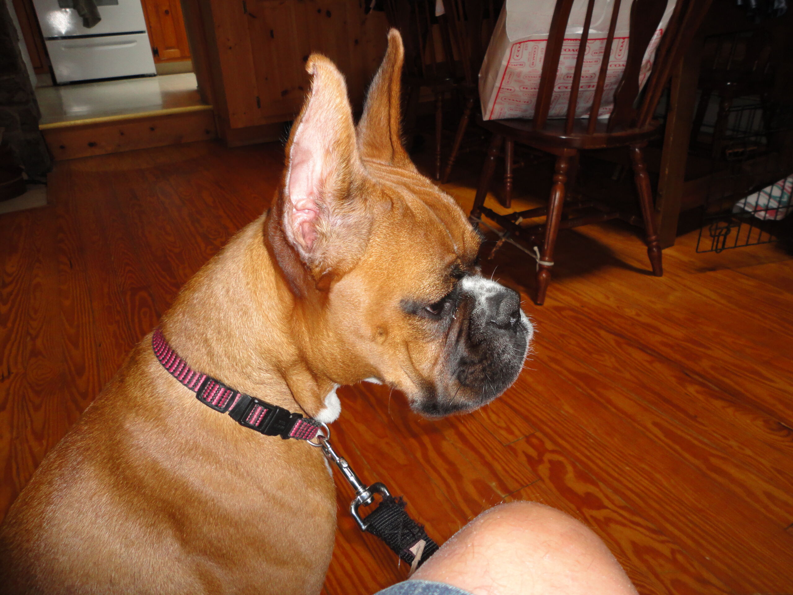 Fuentes Boxer Named Tesla
