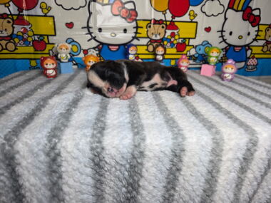 Dom 2 Weeks