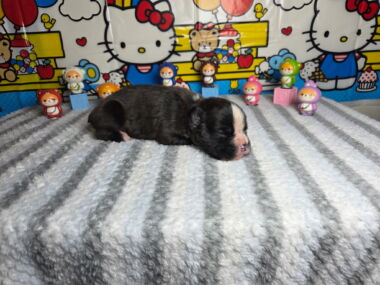 Dom 2 Weeks