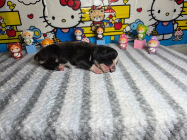 Dom 2 Weeks