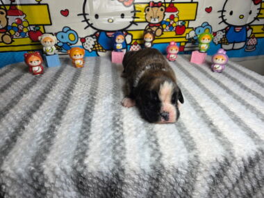 Hobbs 2 Weeks