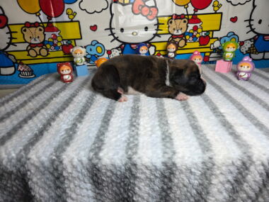 Hobbs 2 Weeks
