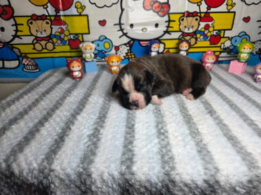 Hobbs 2 Weeks